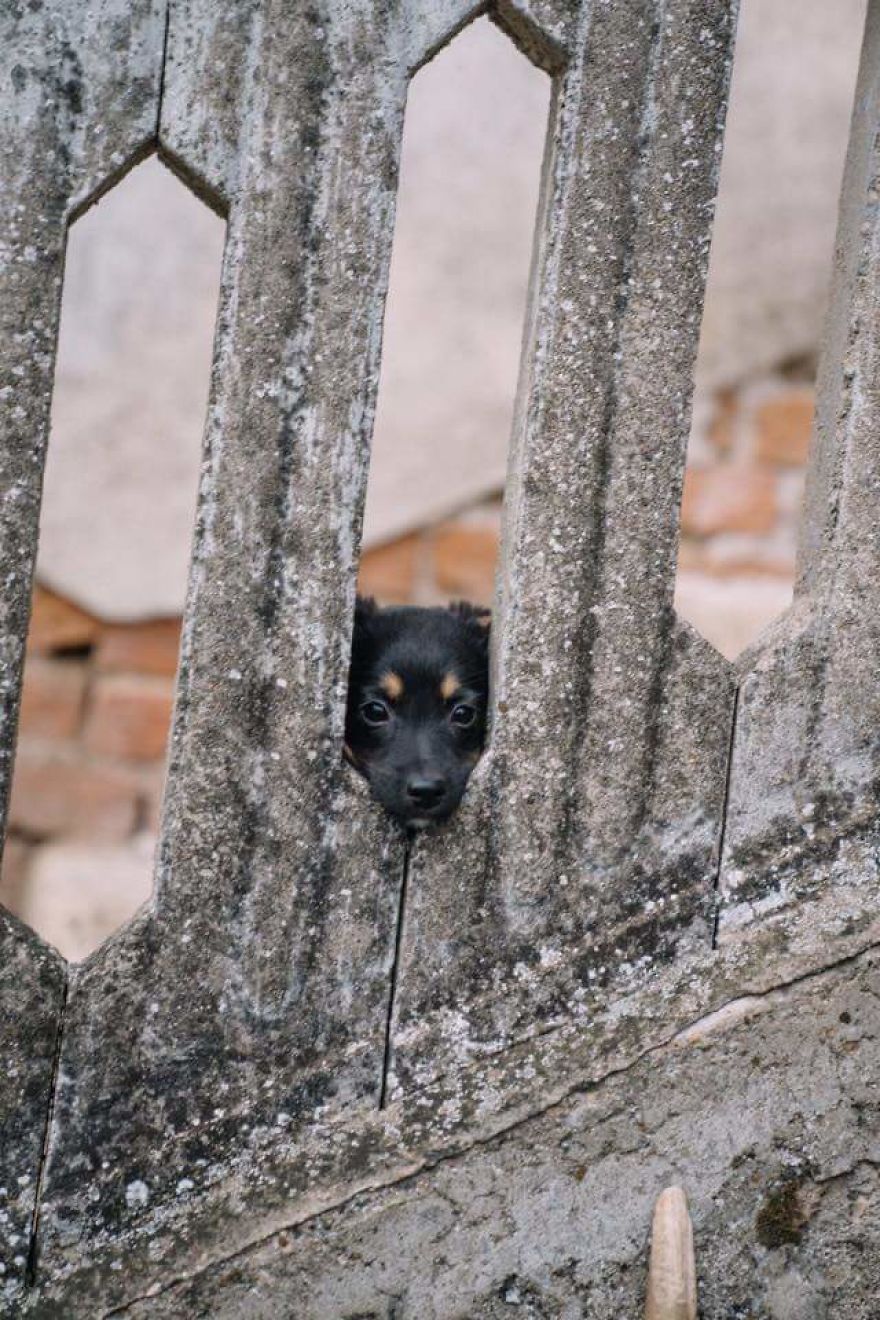 Helen’s House Of Hope: A New Life For The Abandoned And Mistreated Dogs Of Bulgaria Helen’s House Of Hope: A New Life For The Abandoned And Mistreated Dogs Of Bulgaria