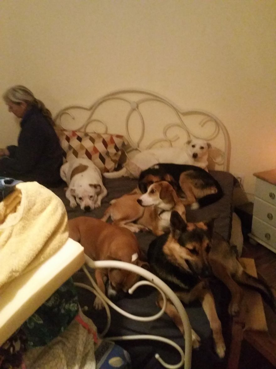 Helen’s House Of Hope: A New Life For The Abandoned And Mistreated Dogs Of Bulgaria Helen’s House Of Hope: A New Life For The Abandoned And Mistreated Dogs Of Bulgaria