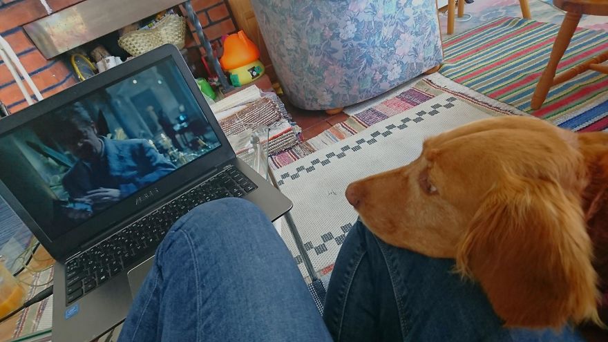 My Friend’s Dog’s Way Of Communication Is Making Me Laugh My Friend’s Dog’s Way Of Communication Is Making Me Laugh