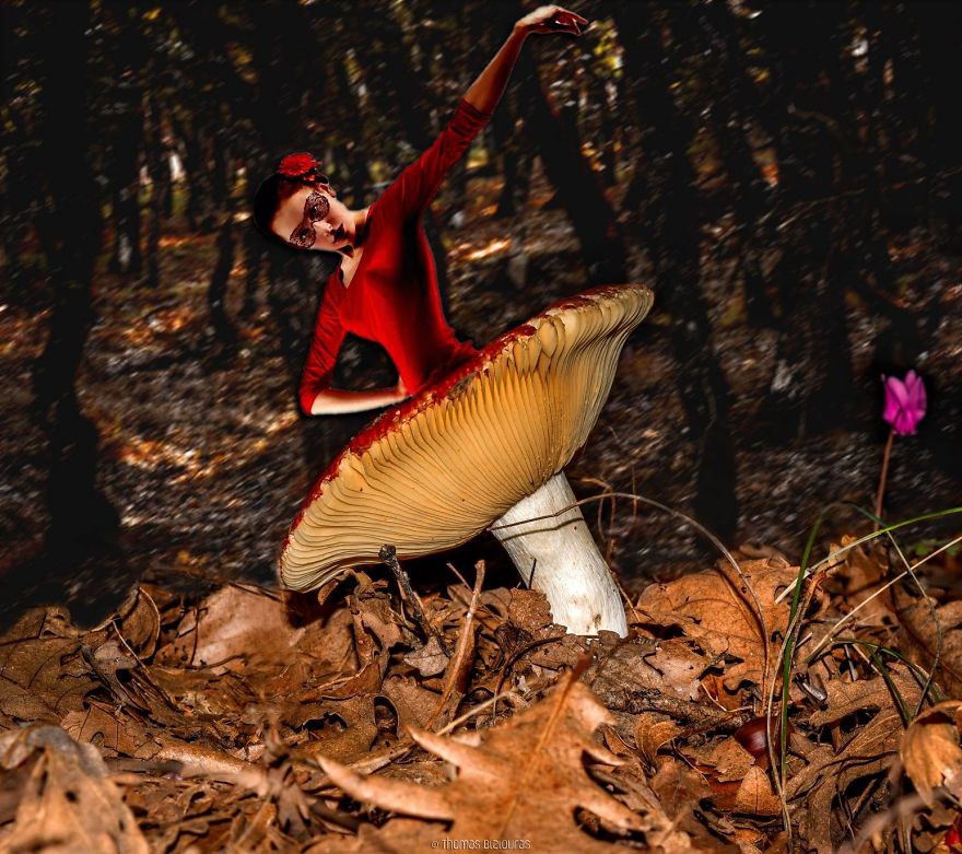 I Bring You Images From The Land Of Mushrooms I Bring You Images From The Land Of Mushrooms