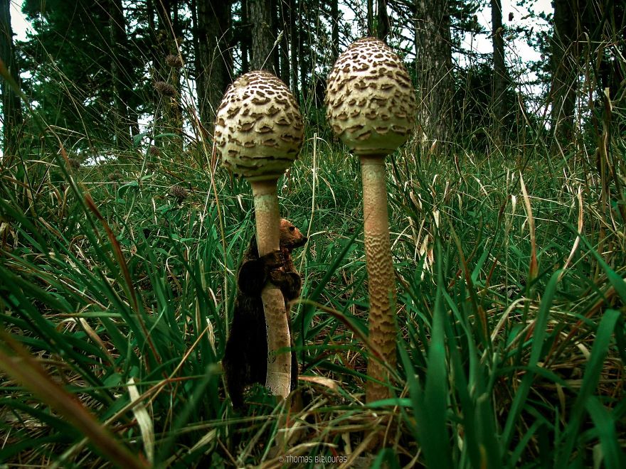 I Bring You Images From The Land Of Mushrooms I Bring You Images From The Land Of Mushrooms