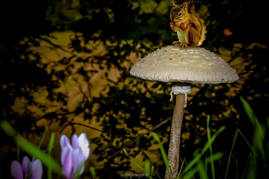 I Bring You Images From The Land Of Mushrooms I Bring You Images From The Land Of Mushrooms