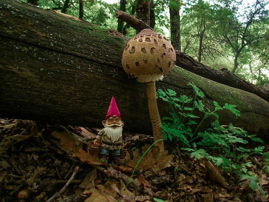 I Bring You Images From The Land Of Mushrooms I Bring You Images From The Land Of Mushrooms