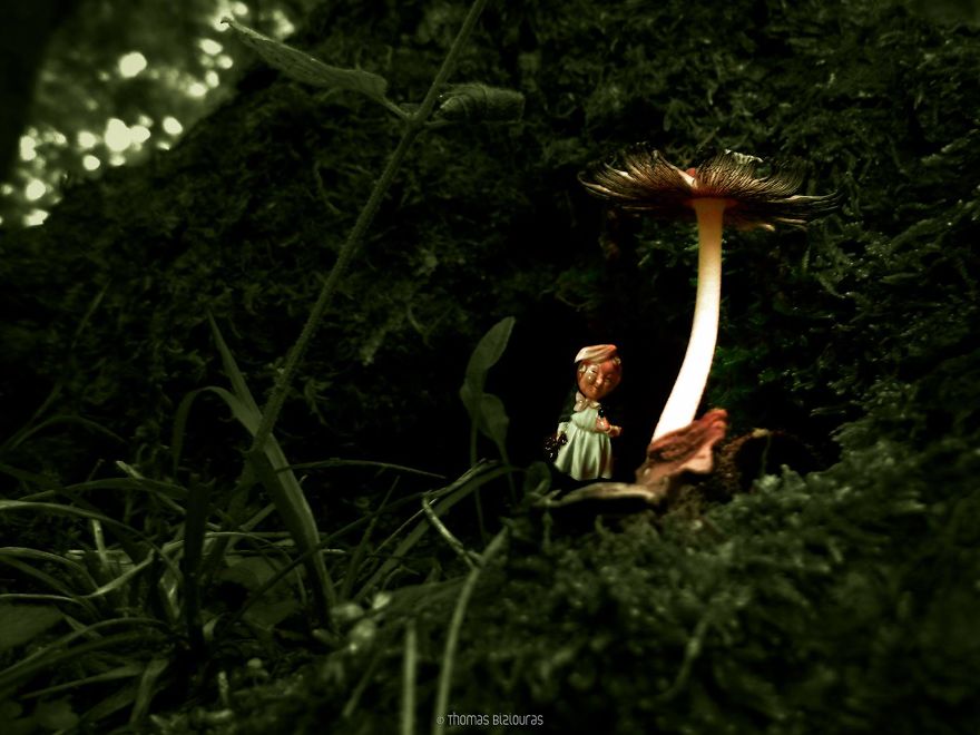 I Bring You Images From The Land Of Mushrooms I Bring You Images From The Land Of Mushrooms