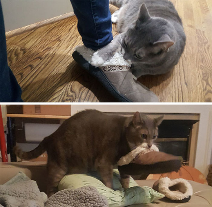 Share Pictures Of Your Pets Being Jerks Share Pictures Of Your Pets Being Jerks