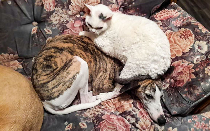 Share Pictures Of Your Pets Being Jerks Share Pictures Of Your Pets Being Jerks