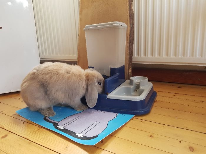 Share Pictures Of Your Pets Being Jerks Share Pictures Of Your Pets Being Jerks