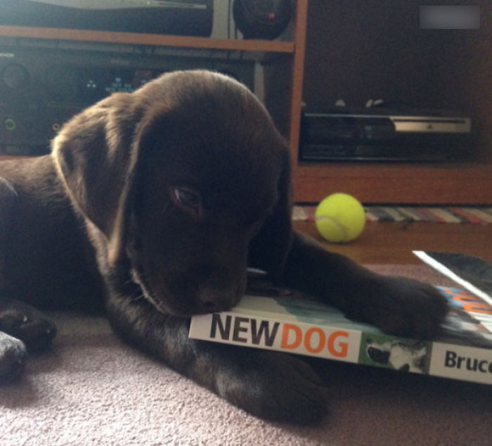 Share Pictures Of Your Pets Being Jerks Share Pictures Of Your Pets Being Jerks