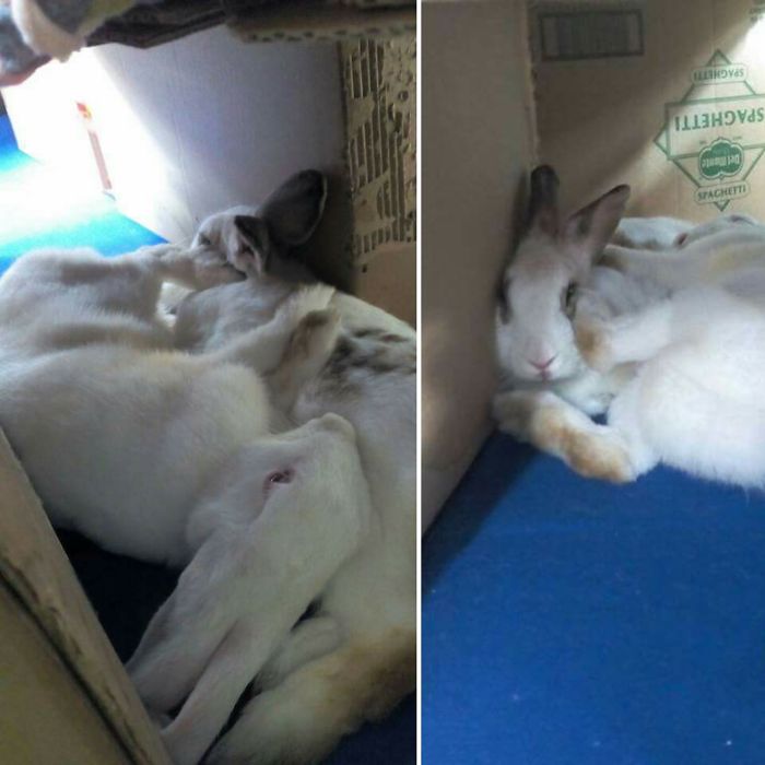 Share Pictures Of Your Pets Being Jerks Share Pictures Of Your Pets Being Jerks