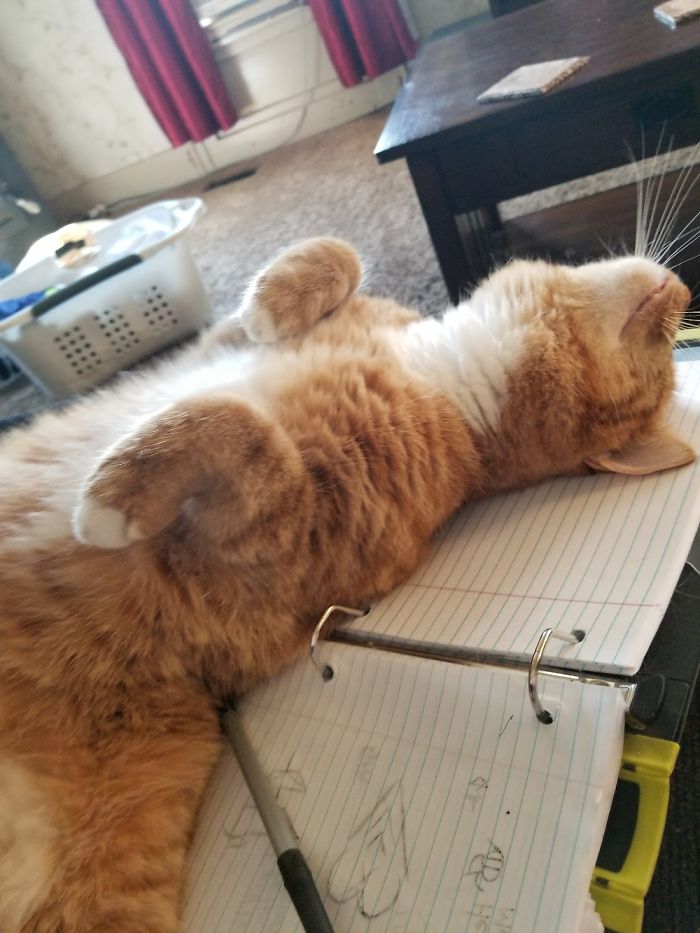 Share Pictures Of Your Pets Being Jerks Share Pictures Of Your Pets Being Jerks