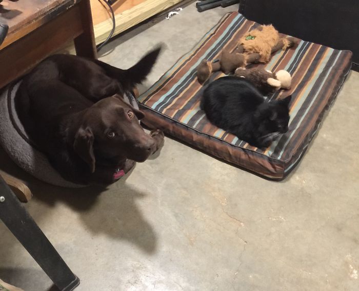 Share Pictures Of Your Pets Being Jerks Share Pictures Of Your Pets Being Jerks