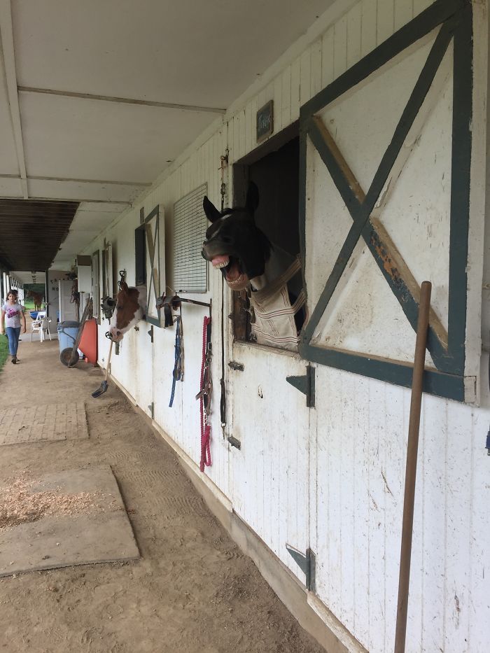 Share Pictures Of Your Pets Being Jerks Share Pictures Of Your Pets Being Jerks