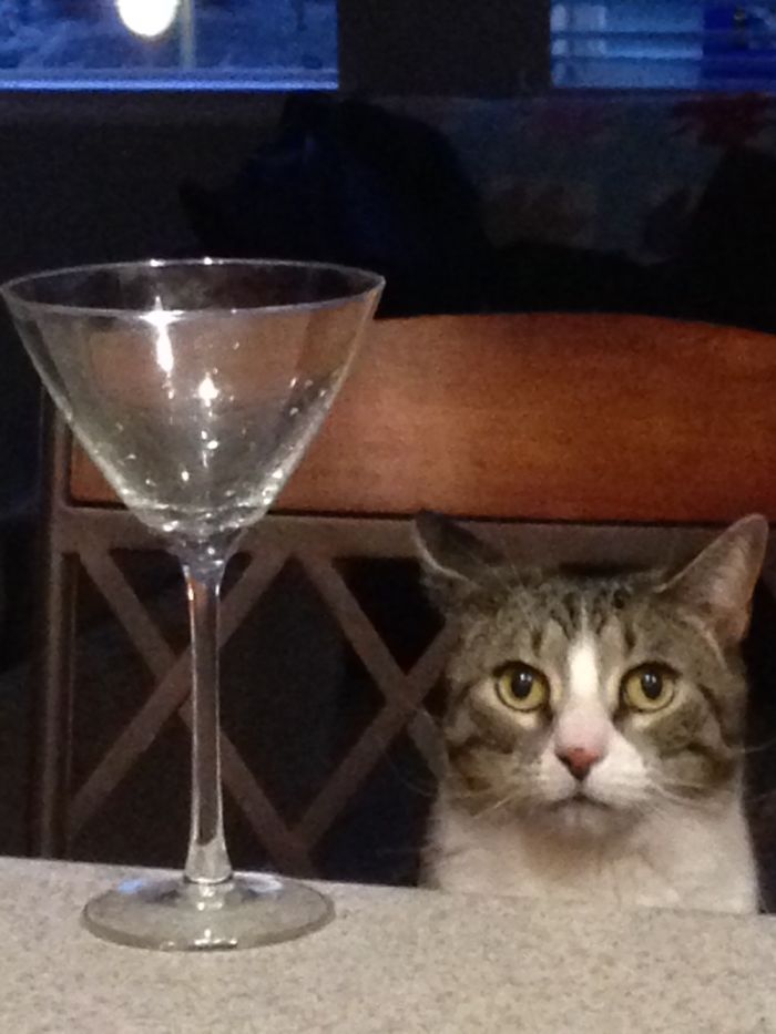 Share Pictures Of Your Pets Being Jerks Share Pictures Of Your Pets Being Jerks