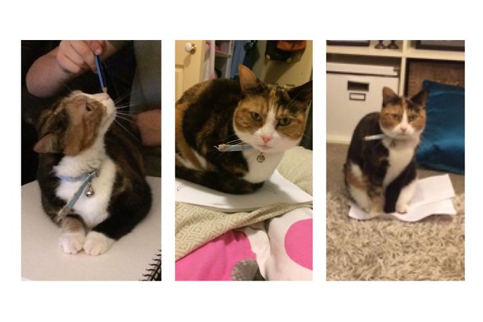 Share Pictures Of Your Pets Being Jerks Share Pictures Of Your Pets Being Jerks