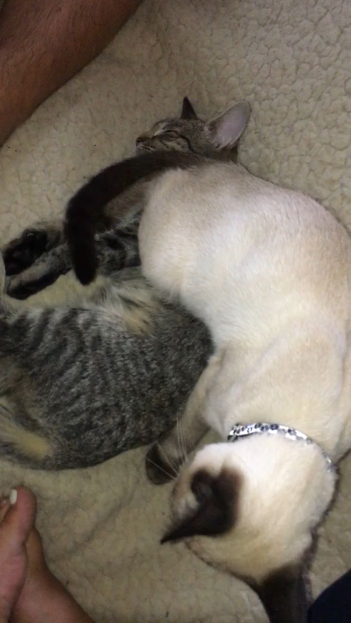 Share Pictures Of Your Pets Being Jerks Share Pictures Of Your Pets Being Jerks