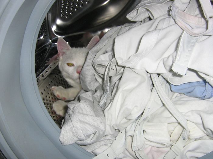 Share Pictures Of Your Pets Being Jerks Share Pictures Of Your Pets Being Jerks