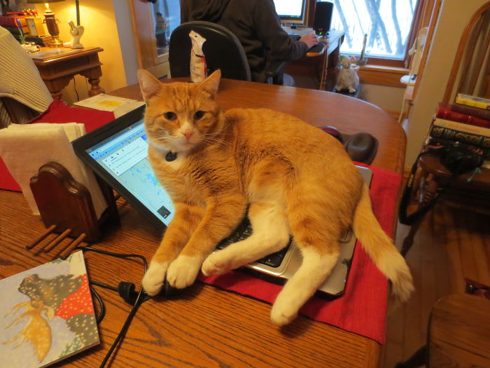 Share Pictures Of Your Pets Being Jerks Share Pictures Of Your Pets Being Jerks