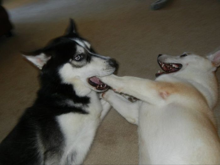 Share Pictures Of Your Pets Being Jerks Share Pictures Of Your Pets Being Jerks