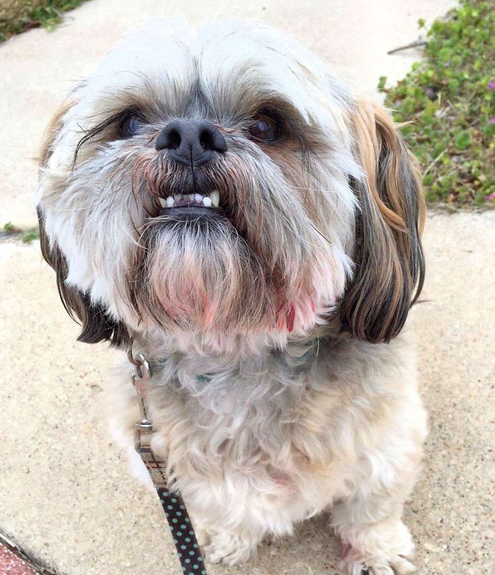 Share Pictures Of Your Pets Being Jerks Share Pictures Of Your Pets Being Jerks