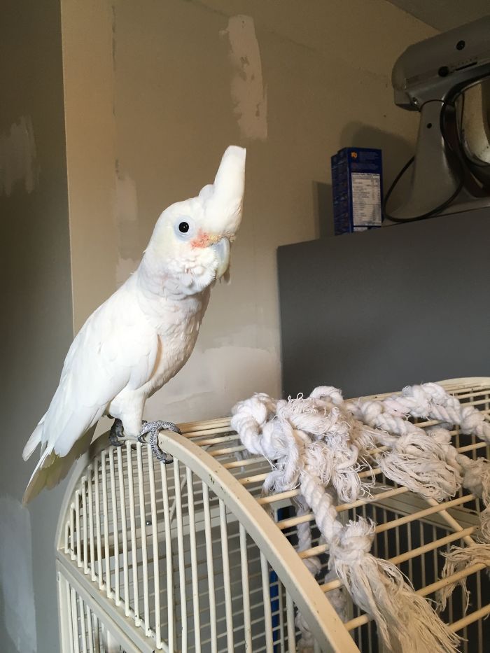 Share Pictures Of Your Pets Being Jerks Share Pictures Of Your Pets Being Jerks