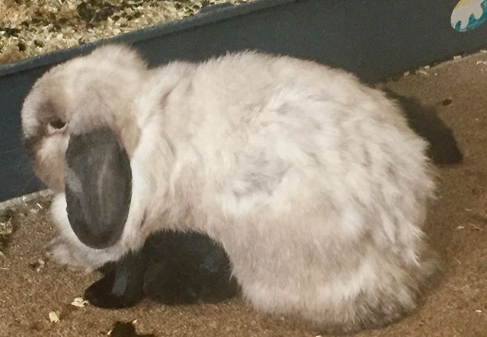 Share Pictures Of Your Pets Being Jerks Share Pictures Of Your Pets Being Jerks