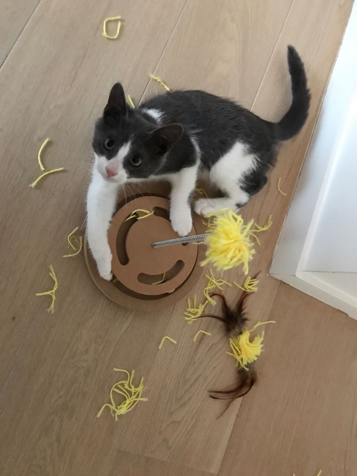 Share Pictures Of Your Pets Being Jerks Share Pictures Of Your Pets Being Jerks