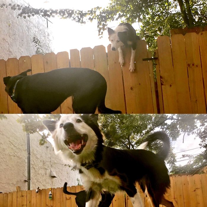 Share Pictures Of Your Pets Being Jerks Share Pictures Of Your Pets Being Jerks