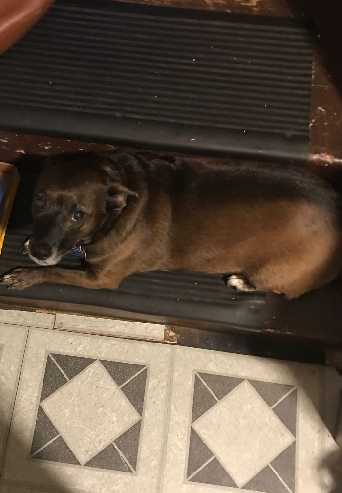 Share Pictures Of Your Pets Being Jerks Share Pictures Of Your Pets Being Jerks