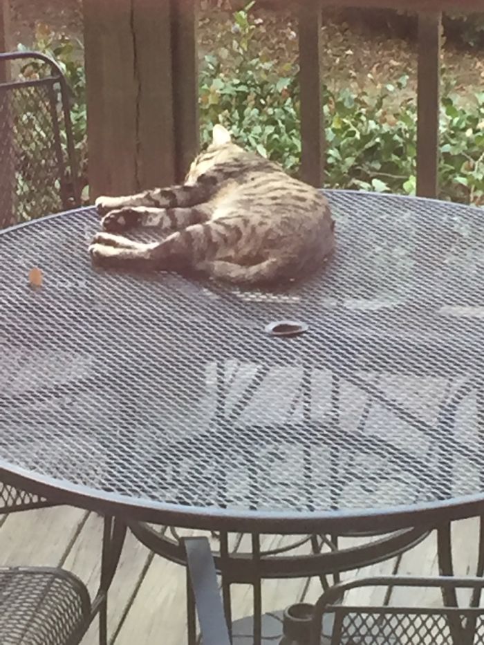 Share Pictures Of Your Pets Being Jerks Share Pictures Of Your Pets Being Jerks