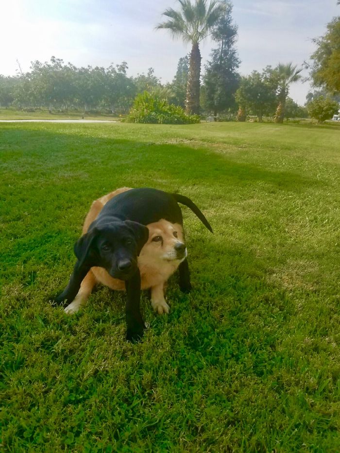 Share Pictures Of Your Pets Being Jerks Share Pictures Of Your Pets Being Jerks