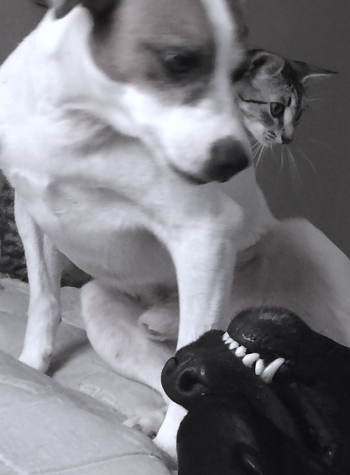 Share Pictures Of Your Pets Being Jerks Share Pictures Of Your Pets Being Jerks