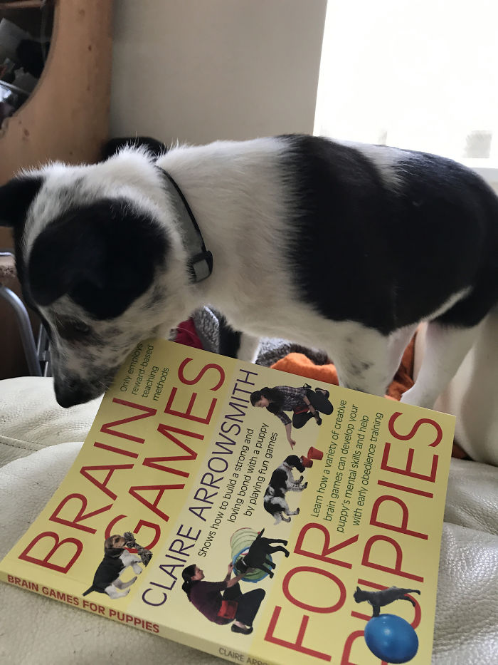 Share Pictures Of Your Pets Being Jerks Share Pictures Of Your Pets Being Jerks