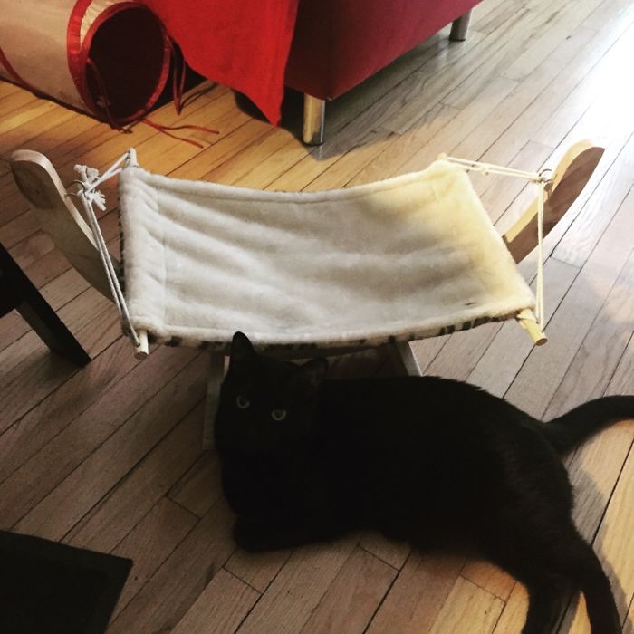 Share Pictures Of Your Pets Being Jerks Share Pictures Of Your Pets Being Jerks