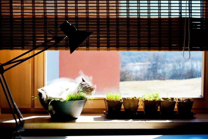 Share Pictures Of Your Pets Being Jerks Share Pictures Of Your Pets Being Jerks