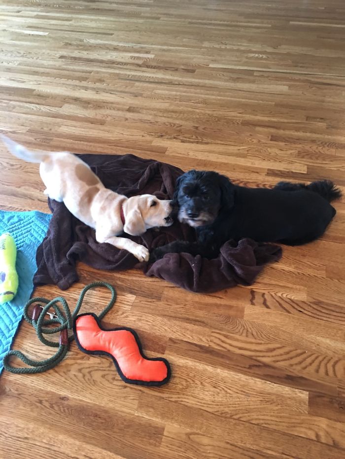 Share Pictures Of Your Pets Being Jerks Share Pictures Of Your Pets Being Jerks