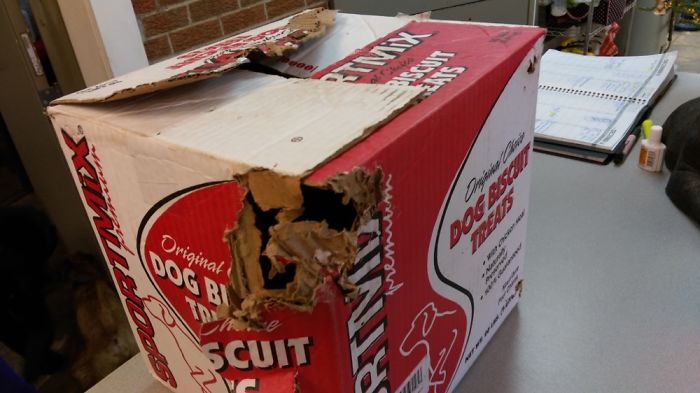 Share Pictures Of Your Pets Being Jerks Share Pictures Of Your Pets Being Jerks