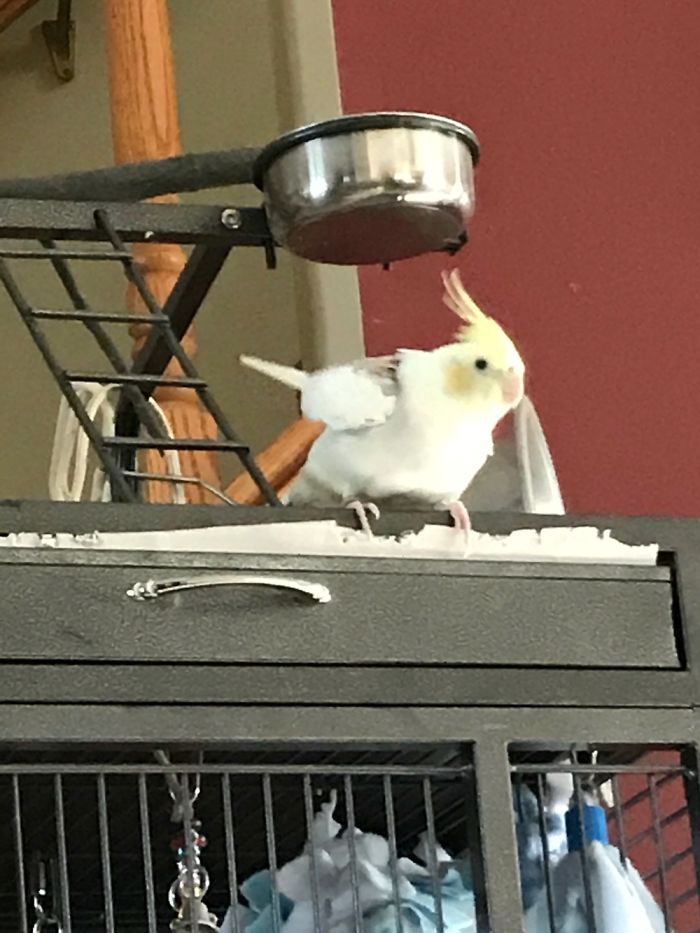 Share Pictures Of Your Pets Being Jerks Share Pictures Of Your Pets Being Jerks