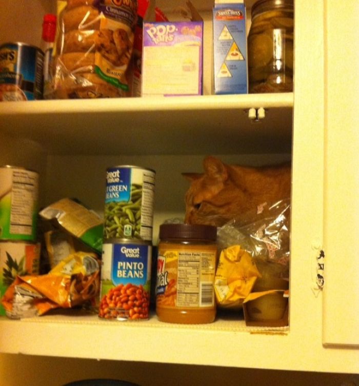 Share Pictures Of Your Pets Being Jerks Share Pictures Of Your Pets Being Jerks