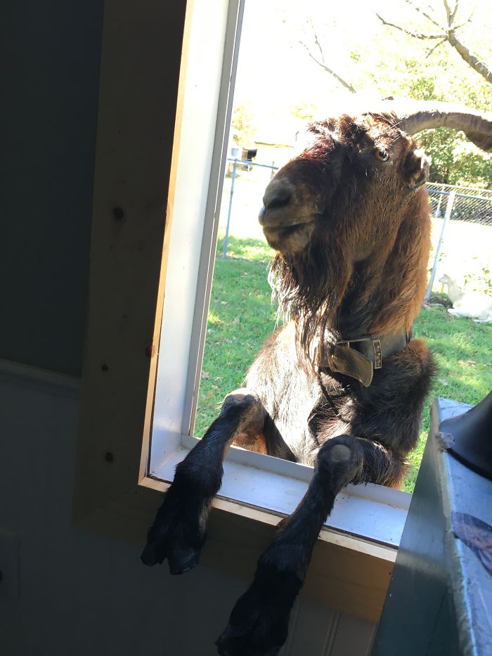 Share Pictures Of Your Pets Being Jerks Share Pictures Of Your Pets Being Jerks