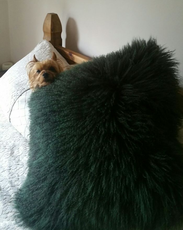 Share Pictures Of Your Pets Being Jerks Share Pictures Of Your Pets Being Jerks