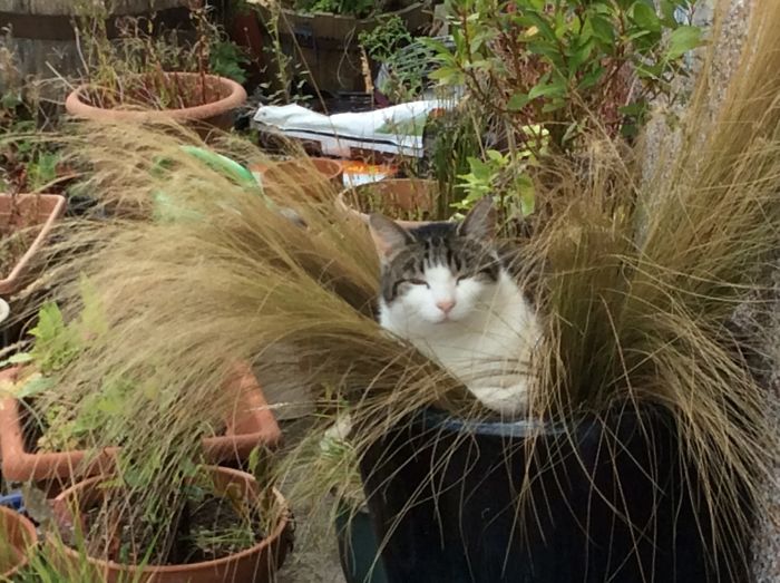 Share Pictures Of Your Pets Being Jerks Share Pictures Of Your Pets Being Jerks