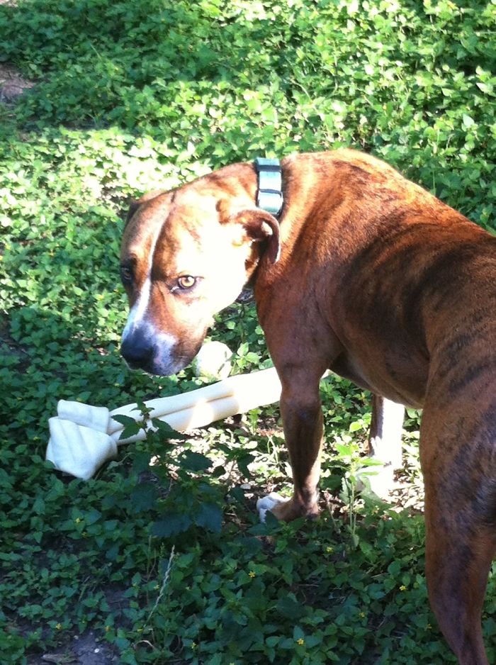 Share Pictures Of Your Pets Being Jerks Share Pictures Of Your Pets Being Jerks