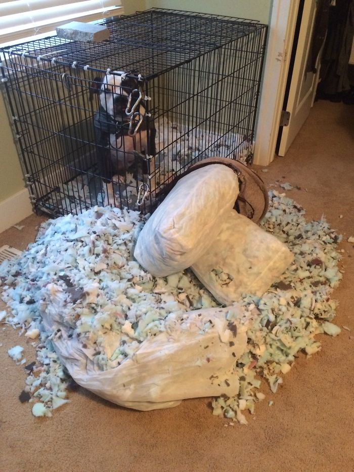 Share Pictures Of Your Pets Being Jerks Share Pictures Of Your Pets Being Jerks