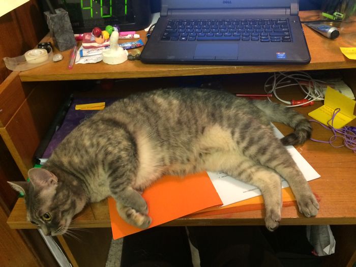 Share Pictures Of Your Pets Being Jerks Share Pictures Of Your Pets Being Jerks