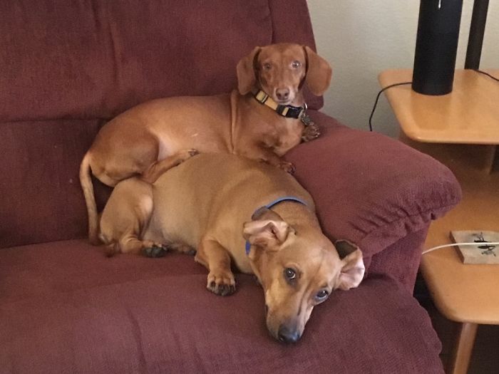 Share Pictures Of Your Pets Being Jerks Share Pictures Of Your Pets Being Jerks