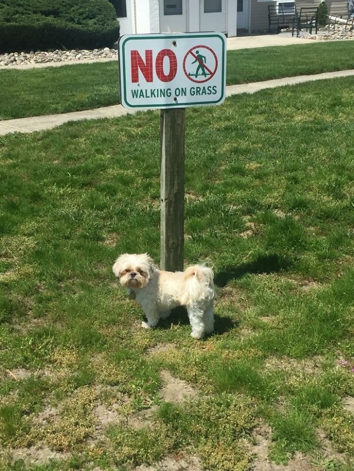 Share Pictures Of Your Pets Being Jerks Share Pictures Of Your Pets Being Jerks