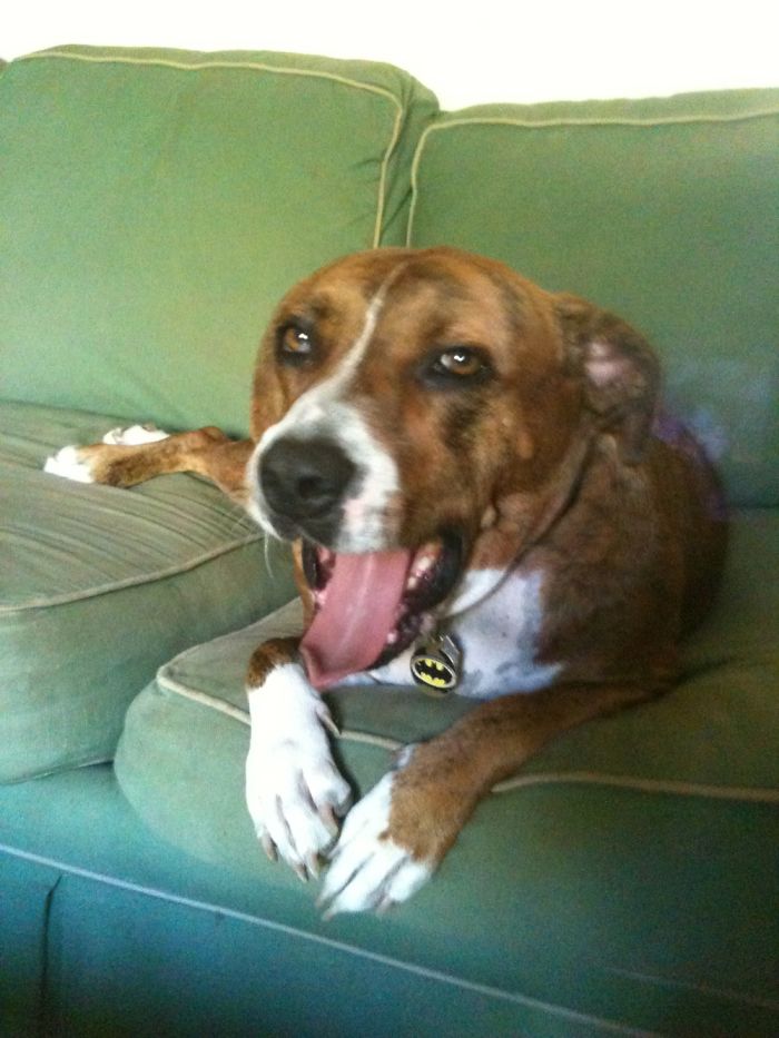 Share Pictures Of Your Pets Being Jerks Share Pictures Of Your Pets Being Jerks