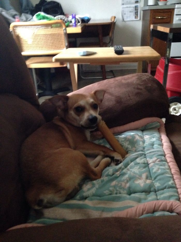 Share Pictures Of Your Pets Being Jerks Share Pictures Of Your Pets Being Jerks