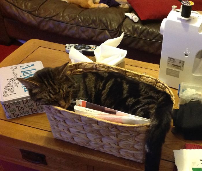 Share Pictures Of Your Pets Being Jerks Share Pictures Of Your Pets Being Jerks