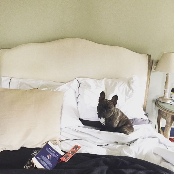 Share Pictures Of Your Pets Being Jerks Share Pictures Of Your Pets Being Jerks